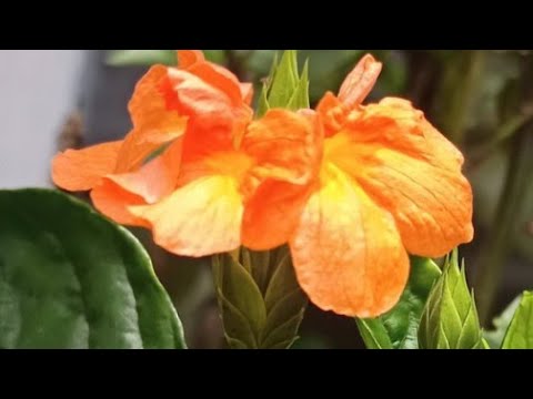 flowers part 1                                 #shorts #Iza@.com