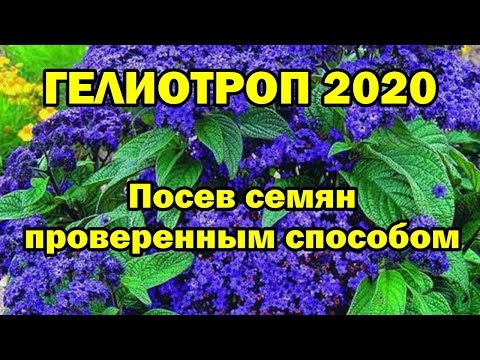 ГЕЛИОТРОП 2020. Посев семян проверенным способом.