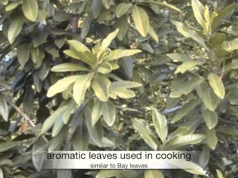 Pimenta dioica Allspice tree