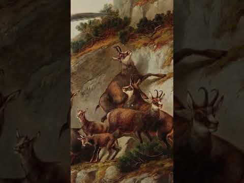 History of chamois liberation into New Zealand #history #deerhunting #hunting #chamois #wildlife