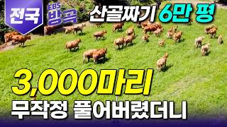 [전국] “세 마리만 숨겨서 들어왔는데..” 13년 키우다 보니 3000마리까지 불어났다｜멀쩡한 산골에다 토끼부터 닭에 소까지 동물 풀어놓은 목장 사람들｜#한국기행 #방방곡곡