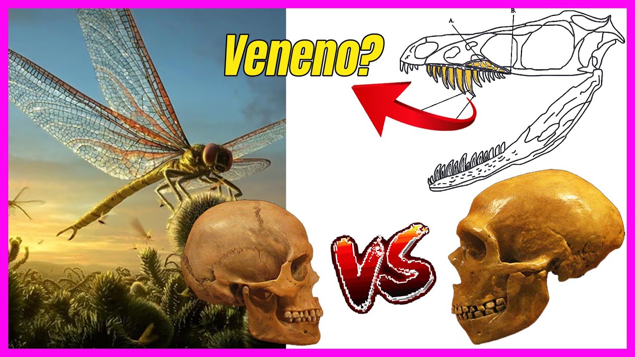 Origem dos insetos? Neandertais vs humanos? Dinossauro venenoso? | Zoomundo Responde #3