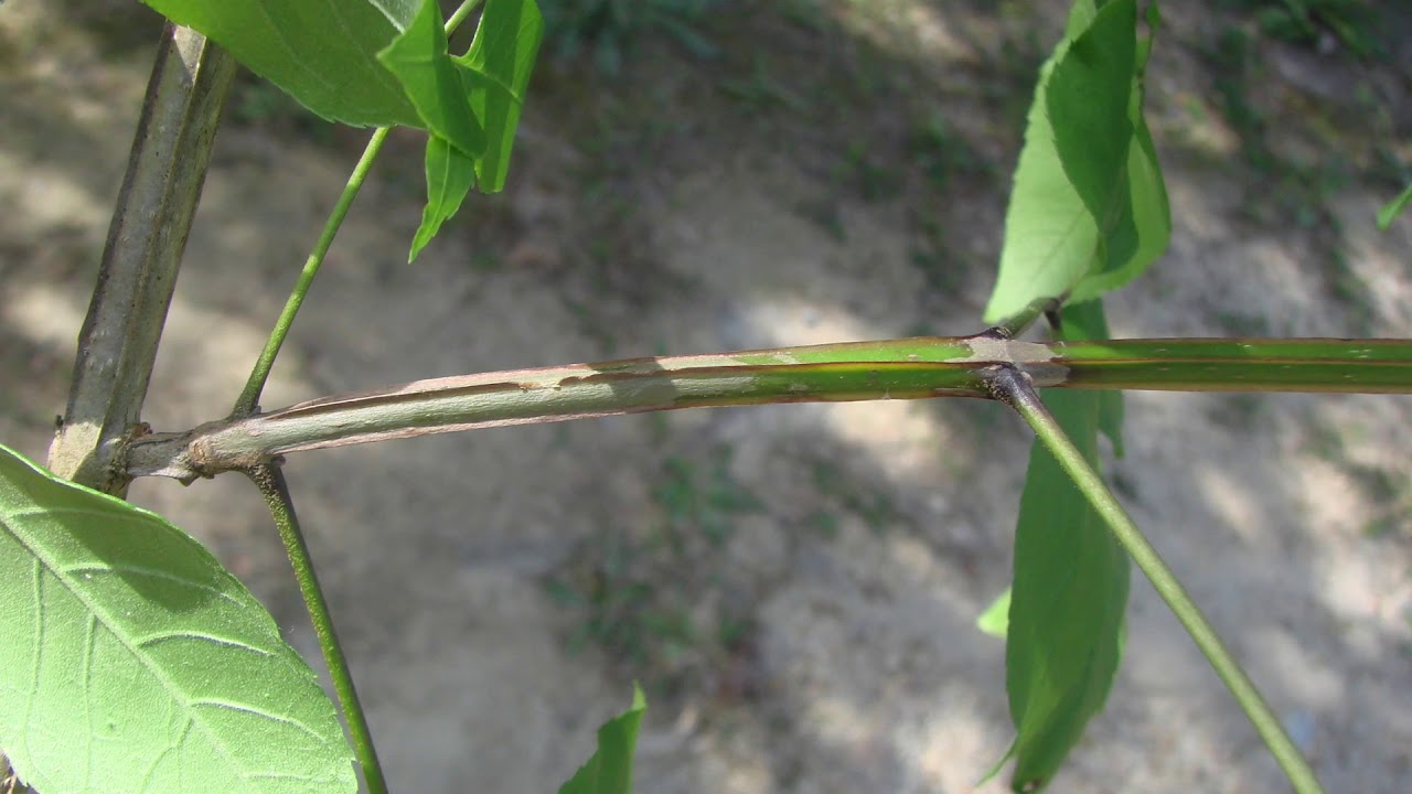 Fraxinus quadrangulata - YouTube