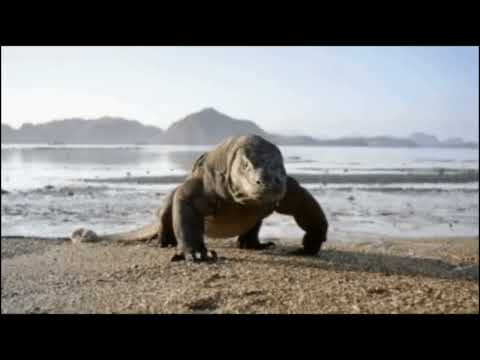 [FREE] PRXJEK X XEROGI X $TRANDED TYPE BEAT | COMODO DRAGON [PROD.LASTRX]