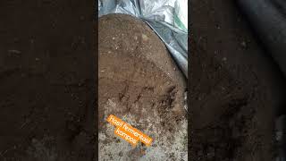 Download lagu 🔴Results of the Goat Manure Fermentation Process #shorts mp3