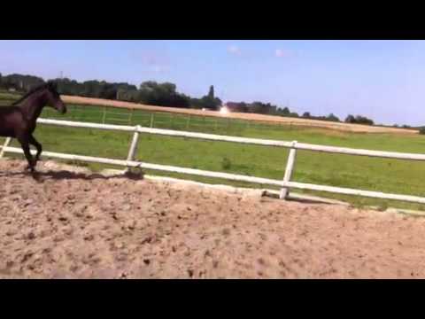 Stutfohlen Finest Rubin Royal De Niro