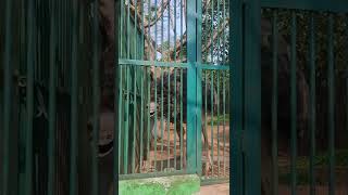 Download lagu thrissur zoo mp3 Download lagu thrissur zoo mp3