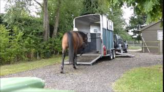 How to ..... load a horse into a trailer !