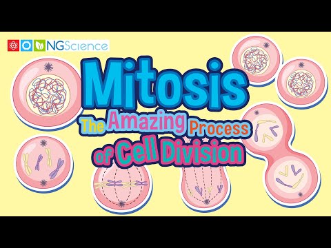 Mitosis – The Amazing Process of Cell Division