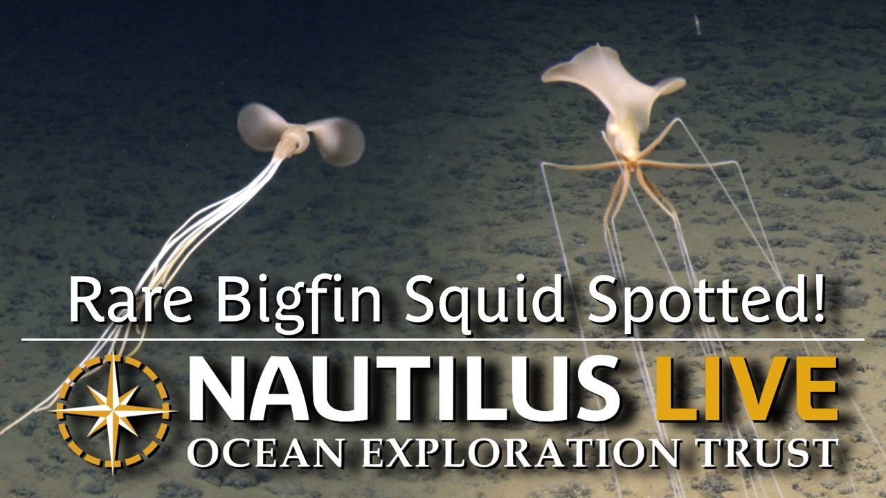 Rare Bigfin Squid Spotted in Deep Sea of Cook Islands | Nautilus Live