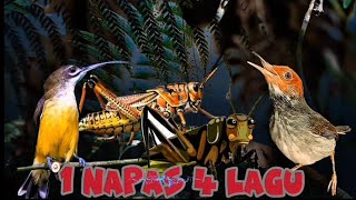 Download lagu Kombinasi burung kecil | prenjak, pijantung, belalang, jangkrik dan rambatan mp3