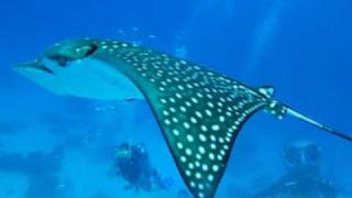 Small Eagle Ray