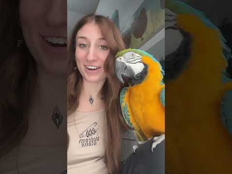 Petting parrots