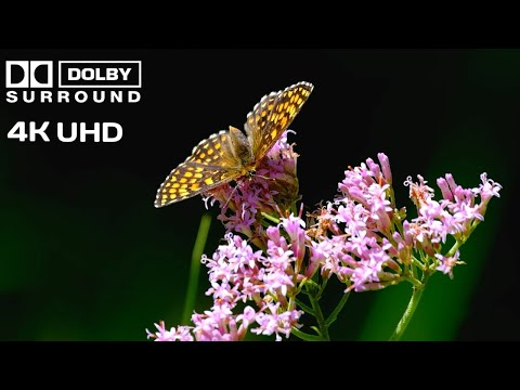 Amazing Colors of Spring 4K Nature Relaxation Film - Relaxing Piano Music|Amazing|T-Series| MrBeast.