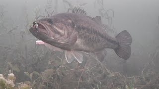 How To Record with Aqua Vu HD 7i Pro Ice Fishing (Pike, Bass, Crappie, Gills)