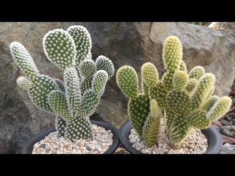 柔らかい葉を持つイースターサボテン：どうすればいいですか？面接を成功させるための 2 つの一般的な原因とその解決策  庭園