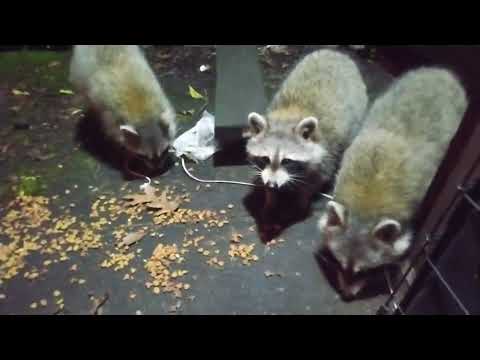 Early Morning Feeding Frenzy 🤣🤣🤣❤️❤️❤️