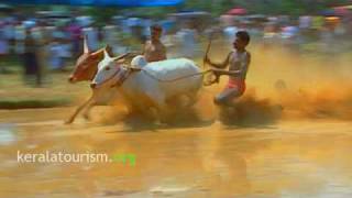 preview picture of video 'Maramadi - the bull surfing of Kerala'