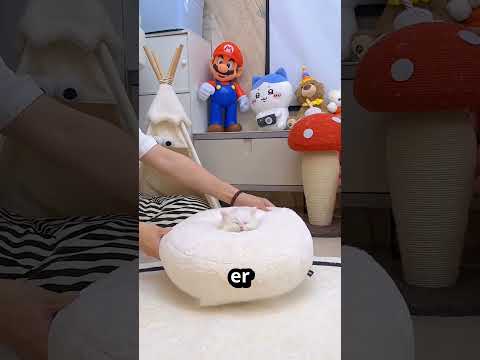 Diese Katze fahrt in den Urlaub 🐱 🌴