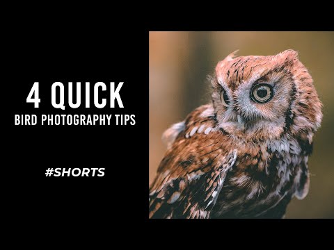 4 Quick Bird Photography Tips for Beginners #Shorts