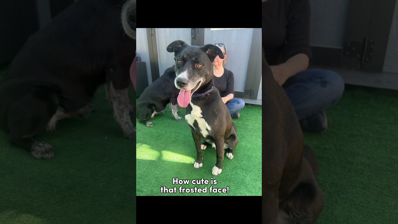 Enlarge Chikies, a ADOPTABLE mixed breed in Burbank, CA video 6/6