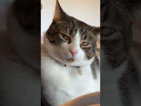 Без кота и жизнь не та 😺Моя новая песня 😁 Видео взято с просторов TikTok #коты #авторпесен #длядуши