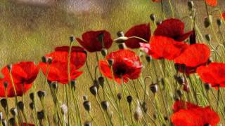 L'immenso campo insensato