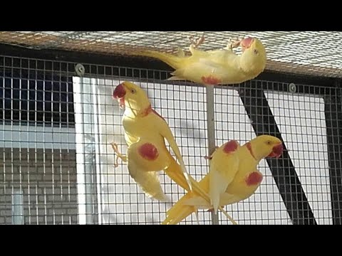 Colorful Alexandrine parrots in the World - Mutations