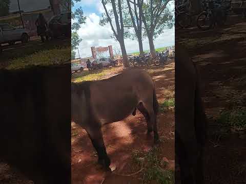 Um burro de tropa em Conceição do Araguaia