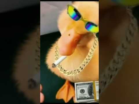 PATO MALOQUEIRO 😎 #shorts