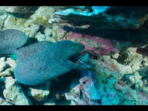 Curious Morays of Clipperton
