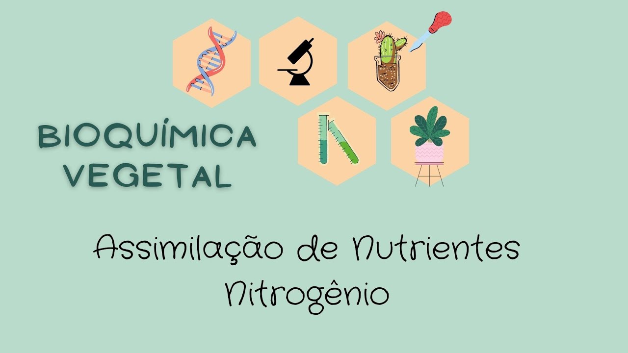 Aula Assimilação de nutrientes Nitrogênio