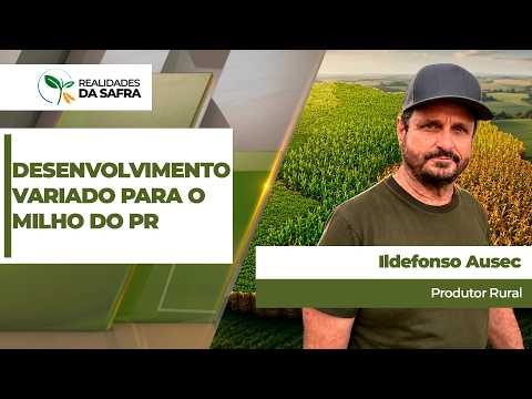 Região de Dr. Camargo/PR apresenta desenvolvimento muito variado para a safra de milho