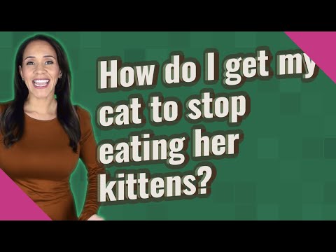How do I get my cat to stop eating her kittens?