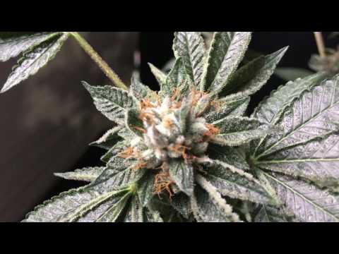 download lagu mp3 mp4 Bomb Kush, download lagu Bomb Kush gratis, unduh video klip Bomb Kush
