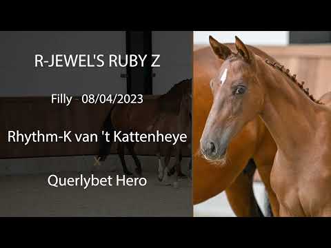 R-Jewel's Ruby Z (Rhythm-K van 't Kattenheye x Querlybet Hero)