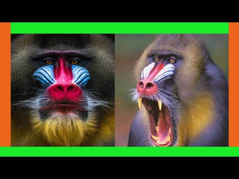 Mandrill : The most amazing video you have ever seen | mandrill facts