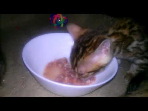 Bengal kittens eating meat (chopped bio beef)