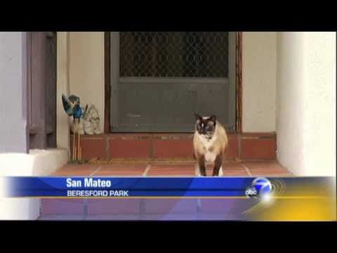 Watch lagu Images Videos News About Cat Burglar, Watch Images News About Cat Burglar free Watchn, video klip News About Cat Burglar