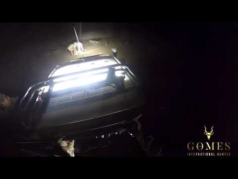 South Africa: Hunting male Duiker