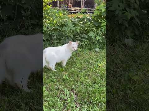 Amicura Cura 2 Selbstreinigende Katzentoilette  #katten #katzen #katze #katzentanzen #katzchen