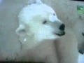 Animal Planet - frozen 