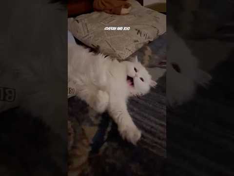 #pop #80smusic #singer #cover #popmusic #cat #coverartist #covermusic #kitten #coversinger