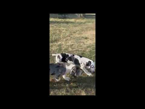 Deutsche Dogge Welpe kaufen