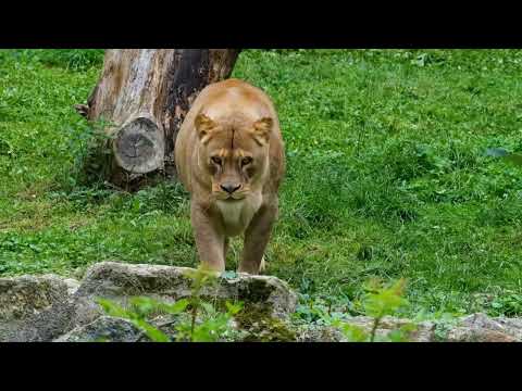 ultimate wild animals collection in 10k ultra HD/ 10k tv