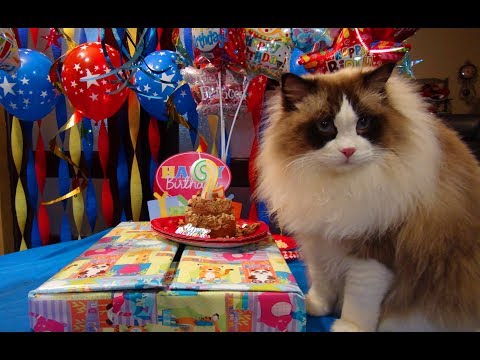 download lagu mp3 mp4 Soulmate Ragdolls, download lagu Soulmate Ragdolls gratis, unduh video klip Soulmate Ragdolls