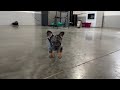 French Bulldog dogs for sale: Felix - Video 1