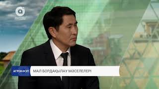 Мал бордақылау мәселелері