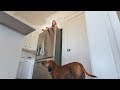 Ultimate Hide N Seek With DOGS