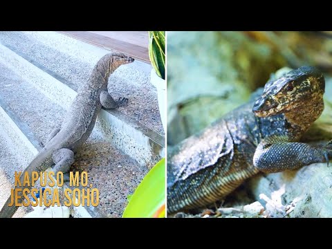 Mga monitor lizard o bayawak, sinasalubong ang mga turista sa Palawan! Kapuso Mo, Jessica Soho